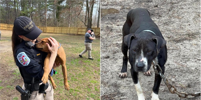 Georgia police rescued 17 pit bulls from an alleged dog fighting ring.