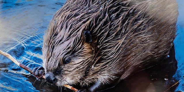 A beaver chewing