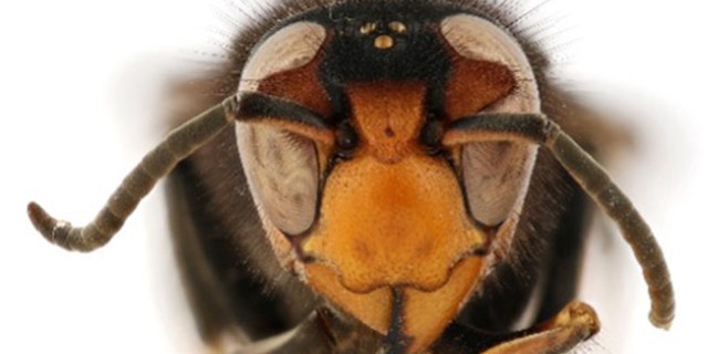 yellow-legged hornet