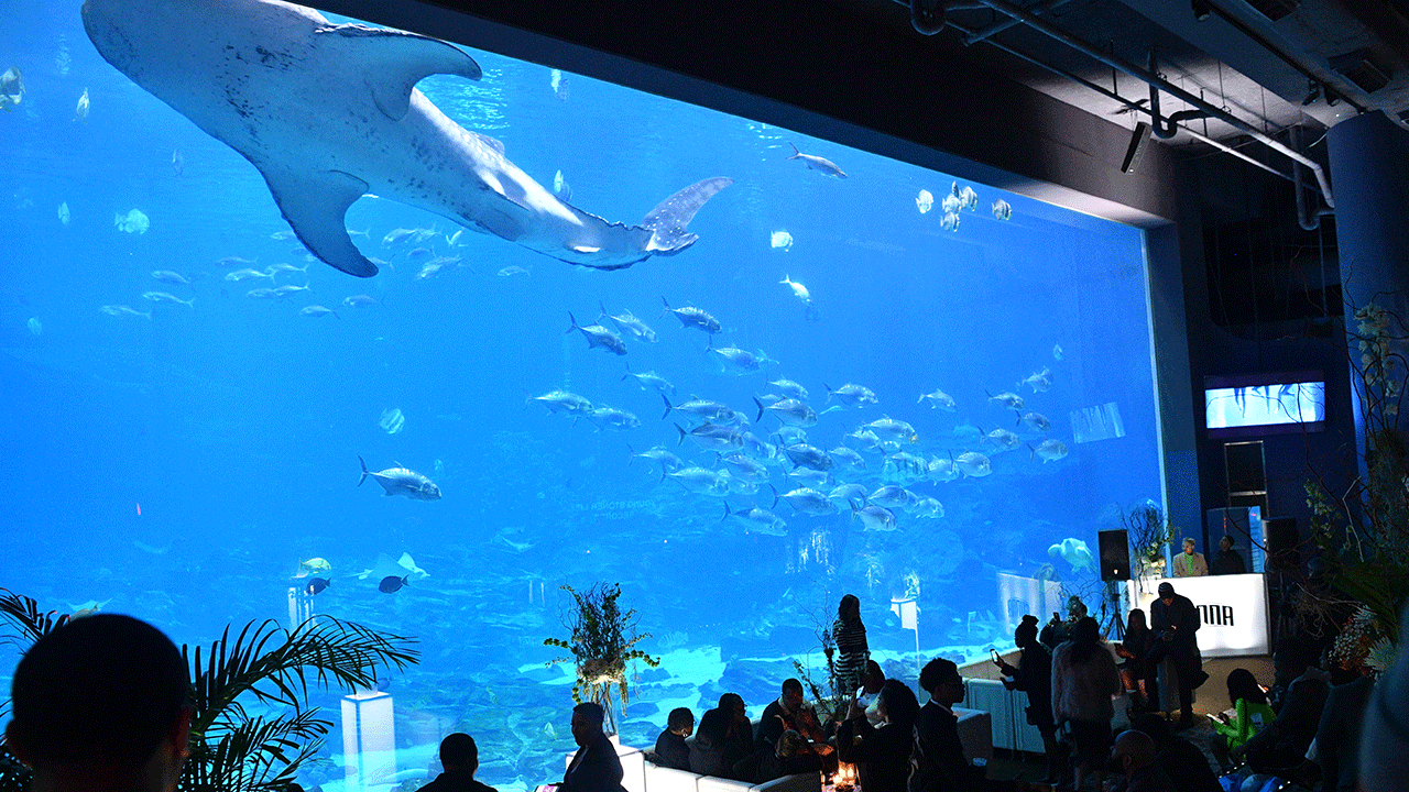 Georgia Aquarium 