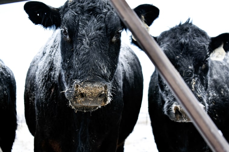 Rancher Tyson Ropp fed his cows an extra 10 pounds of hay each to help keep them warm in Roberts, Mont. on Jan. 12, 2024. 