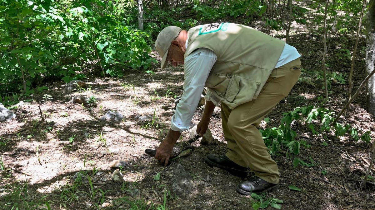 Employee releasing beaded lizard