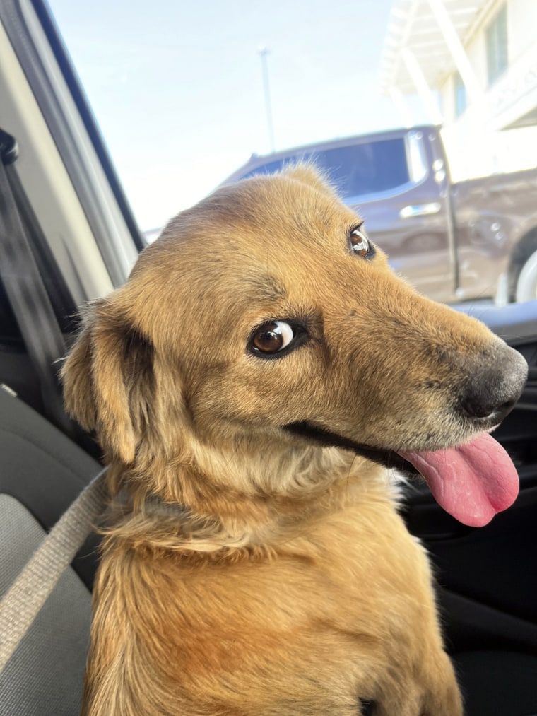 Connie the dog, who was found inside a shipping container Wednesday.