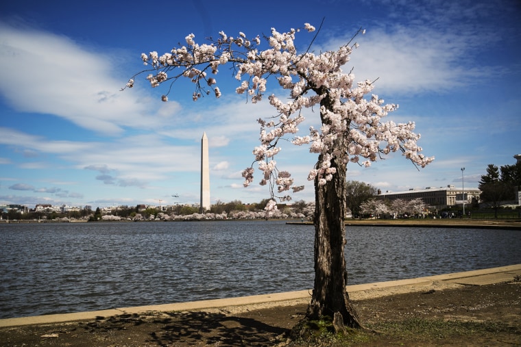 "Stumpy" the cherry tree at the Tidal Basin